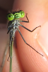 Pseudagrion deningi