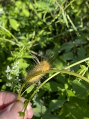 Pygarctia