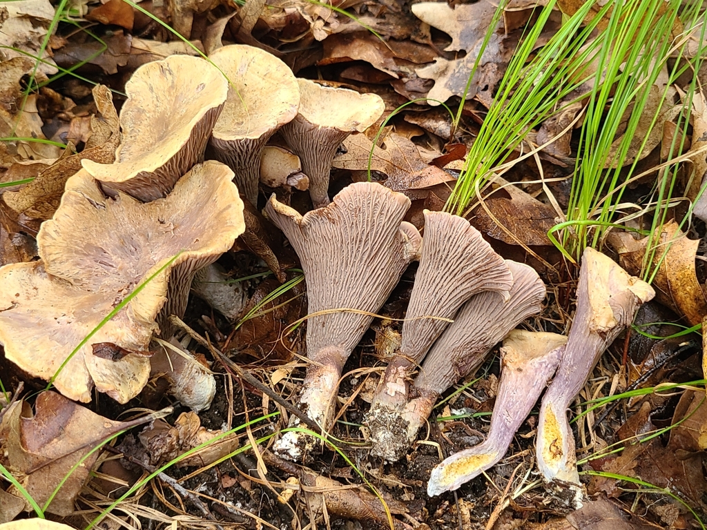Cantharellus pseudoclavatus