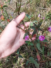 Pterogastra divaricata