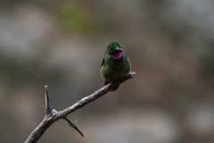 Heliodoxa rubricauda