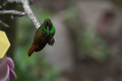 Heliodoxa rubricauda