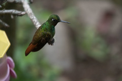 Heliodoxa rubricauda