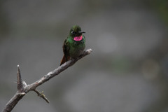 Heliodoxa rubricauda