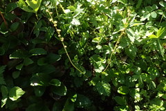 Pectiantia pentandra