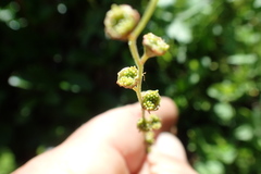 Pectiantia pentandra