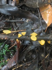 Heterotextus miltinus