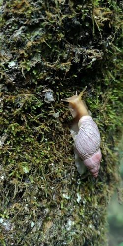 Mesembrinus sulcosus