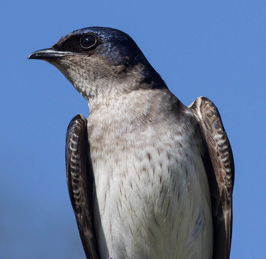 New World Martins
