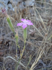 Dianthus tarentinus