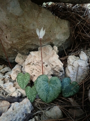 Cyclamen balearicum