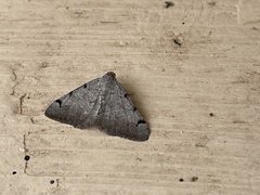 Digrammia triviata
