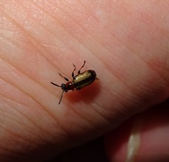 Crioceris paracenthesis