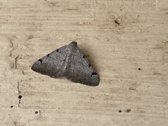 Digrammia triviata
