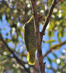 Alipiopsitta xanthops