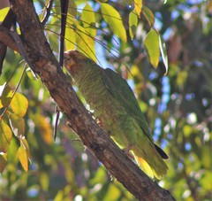 Alipiopsitta xanthops
