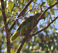 Alipiopsitta xanthops