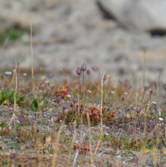 Silene uralensis