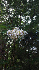 Lagerstroemia subcostata