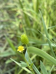 Ranunculus pensylvanicus