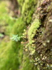 Bartramia nothostricta