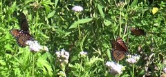 Danaus gilippus