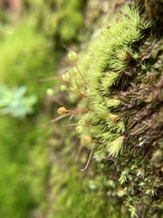 Bartramia nothostricta