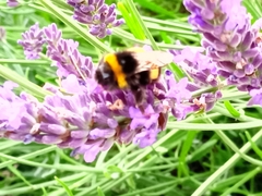 Bombus terrestris