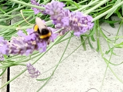Bombus terrestris