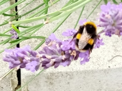 Bombus terrestris