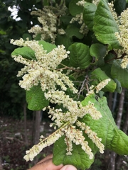 Neomillspaughia emarginata