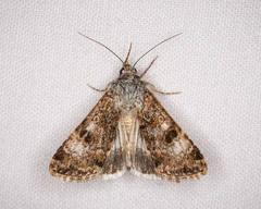 Heliothis punctifera