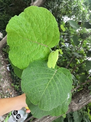 Neomillspaughia emarginata