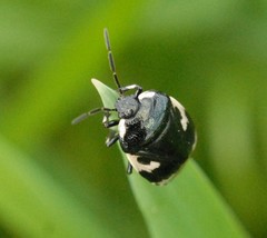 Tritomegas bicolor