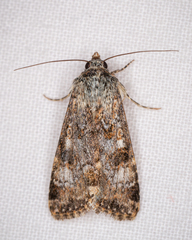 Heliothis punctifera