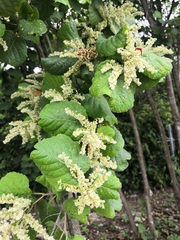 Neomillspaughia emarginata