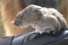 Montane Vole photo 2