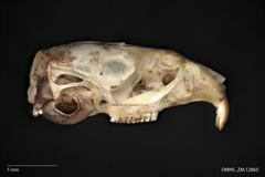 Montane Vole photo 3
