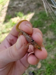 Sphaerodactylus grandisquamis