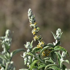 Buddleja stachyoides