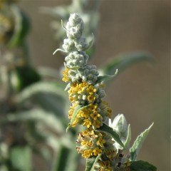 Buddleja stachyoides