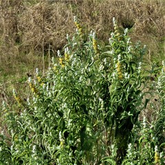 Buddleja stachyoides