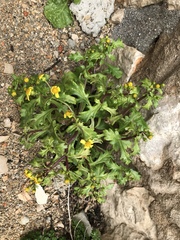 Senecio leucanthemifolius