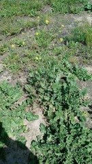 Rhamphospermum nigrum
