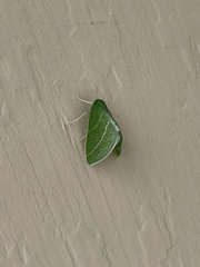 Synchlora bistriaria