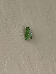 Synchlora bistriaria