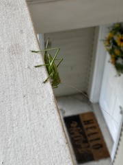 Hubbellia marginifera