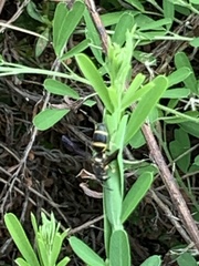 Parancistrocerus fulvipes