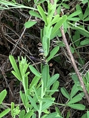 Parancistrocerus fulvipes