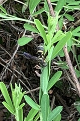 Parancistrocerus fulvipes